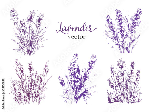 Vector illustration set: lavender, isolated on white background
