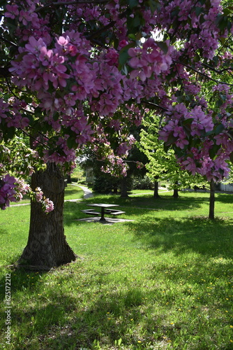 An apple tree in bloom in the park, Montmagny, Québec, Canada