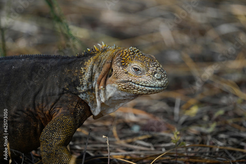 Portrait of Galapagos Land Iguana, brown background. Baltra Island  photo