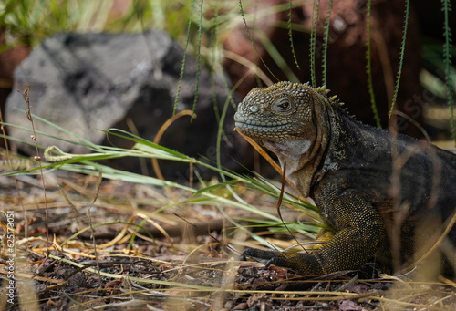 Land iguana on Baltra Island, Galapagos, rocks and grass in the background  photo