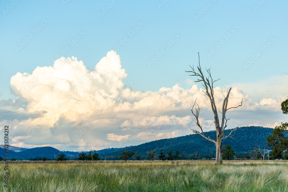 blue green landscape with bare dead tree in rural farm paddock in Australian countryside blue green landscape with bare dead tree in rural farm paddock in Australian countryside
