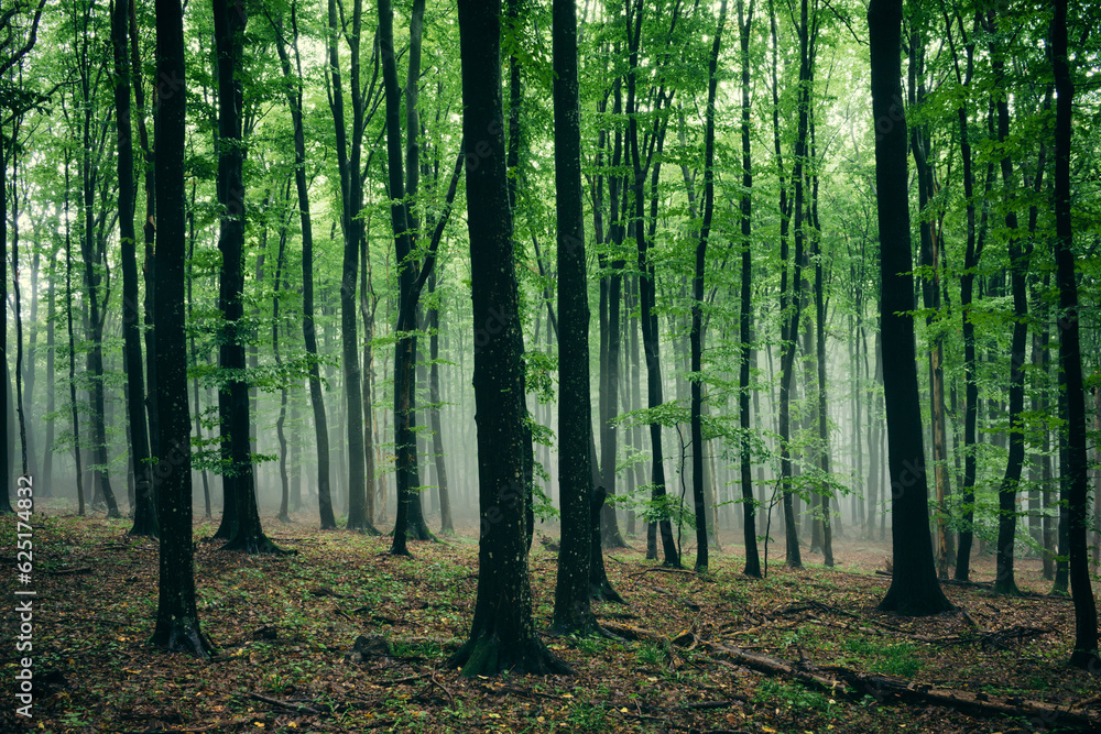 misty forest with green foliage on rainy day misty forest with green foliage on rainy day