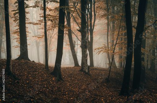 morning in autumn forest, f...
