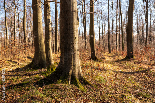 Fototapeta Naklejka Na Ścianę i Meble -  Footpath through a dried beech tree forest on top of the 