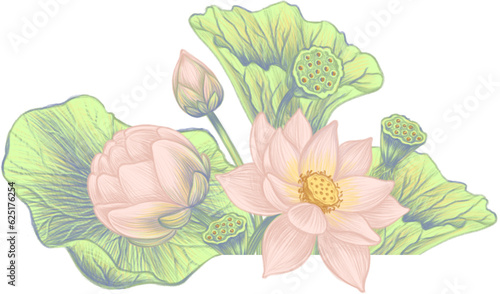 Pink lotus flowers Botanical natural illustration for the decoration of romantic wedding invitation cards Plant leaves and flower buds png transparent background