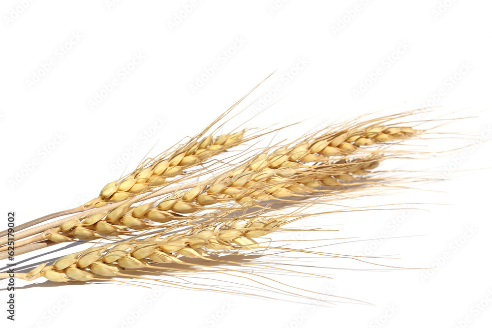 Ears of barley lie on a white isolated background. Ears of barley lie on a white isolated background.