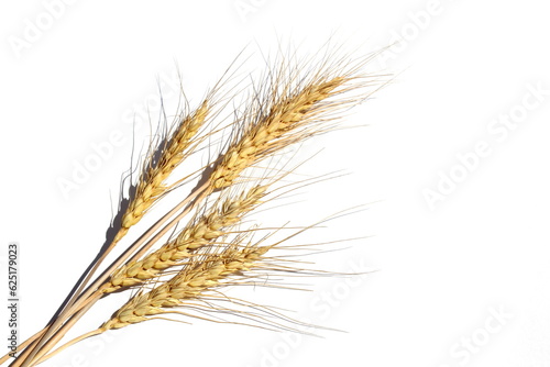 Ears of barley lie on a white isolated background.
