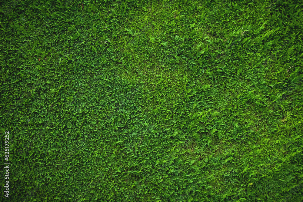 Fototapeta premium Green Christmas tree background texture. Copy space for design.