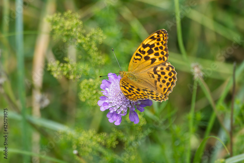 Silver-washed Fritillary butterfly (Argynnis paphia) sitting on a small scabious in Zurich, Switzerland