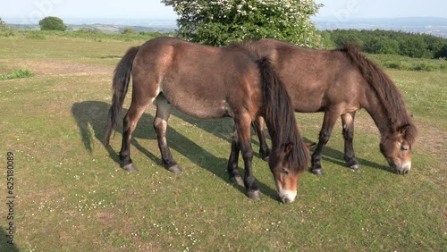 Exmoor Ponies Quantock Hills Somerset England UK photo