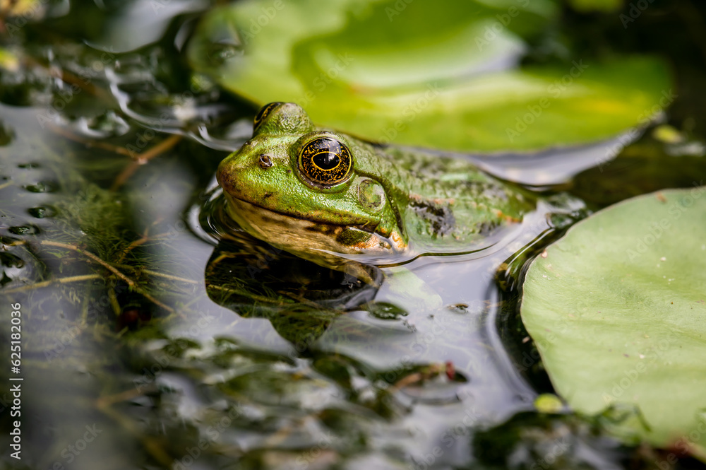 Frog in water. Pool frog swimming. Pelophylax lessonae. European frog. Marsh frog with Nymphaea leaf. Frog in water. Pool frog swimming. Pelophylax lessonae. European frog. Marsh frog with Nymphaea leaf.