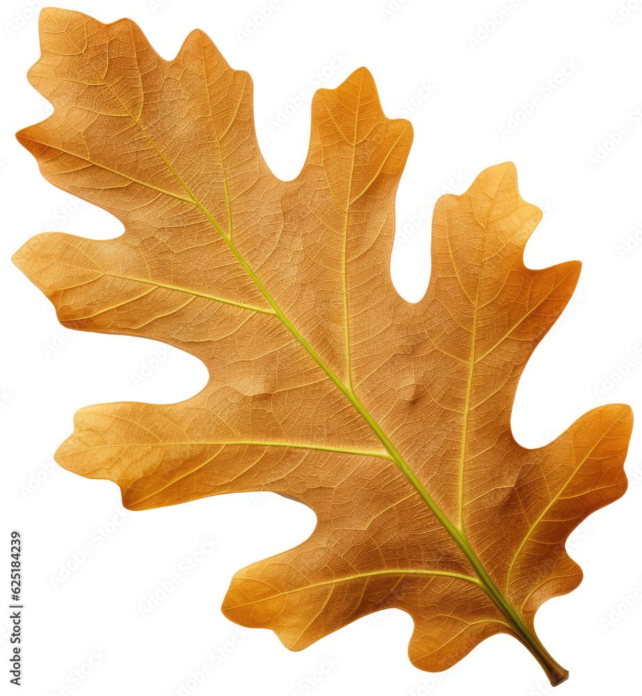 Fototapeta premium Brown autumn oak leaf isolated on white background as transparent PNG, generative AI