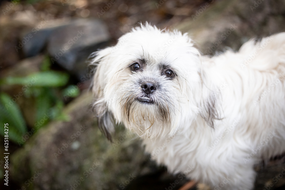 Tibetan Spaniel small fluffy white dog in rocky garden setting Tibetan Spaniel small fluffy white dog in rocky garden setting