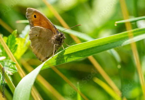 maniola jurtina butterfly on leaf 02 photo