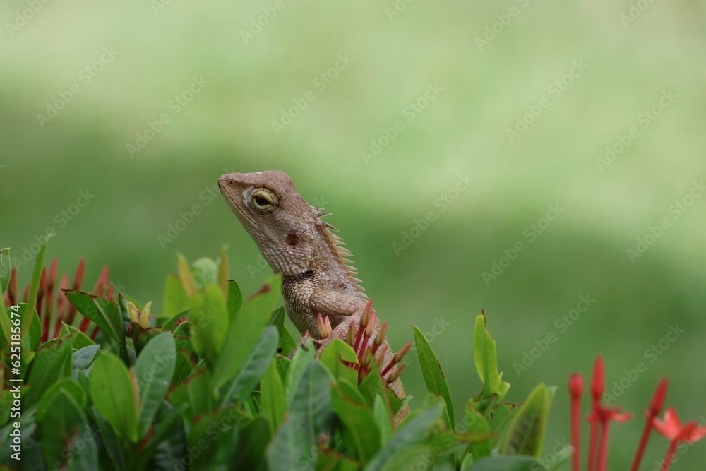 Obraz premium lizard on a tree