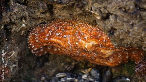 orange starfish on a rock