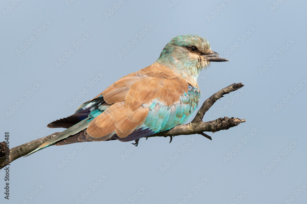 Fototapeta premium Rollier d'Europe,.Coracias garrulus, European Roller