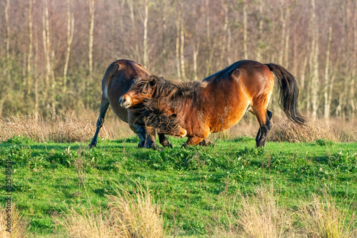 Two fighting wild brown Exmoor ponies, against a forest and reed background. Biting, rearing and hitting. autumn colors in winter. The Netherlands. Selective focus,fight, two animals.