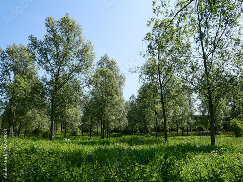 Trees in the Hertfordshire Countryside