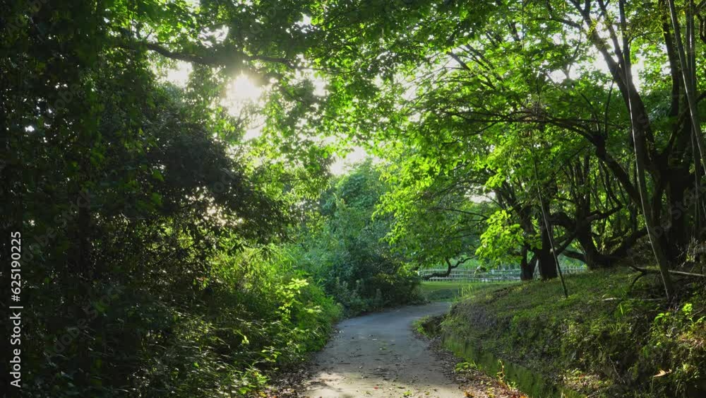 Path in the forest, dazzling at dusk Path in the forest, dazzling at dusk
