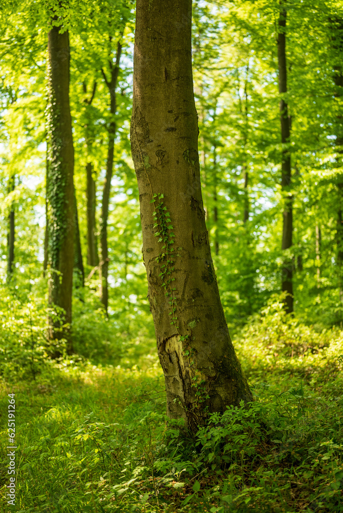 Beautiful light on a beech tree (Fagus) with an ivy vine climbing up its trunk, Weserbergland, Germany Beautiful light on a beech tree (Fagus) with an ivy vine climbing up its trunk, Weserbergland, Germany