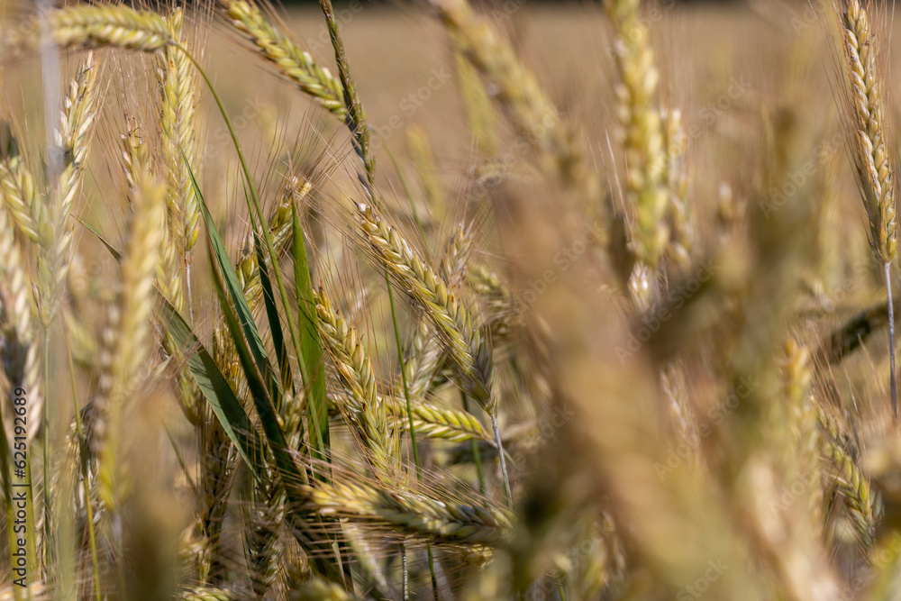 An agricultural field where ripening cereal wheat grows An agricultural field where ripening cereal wheat grows