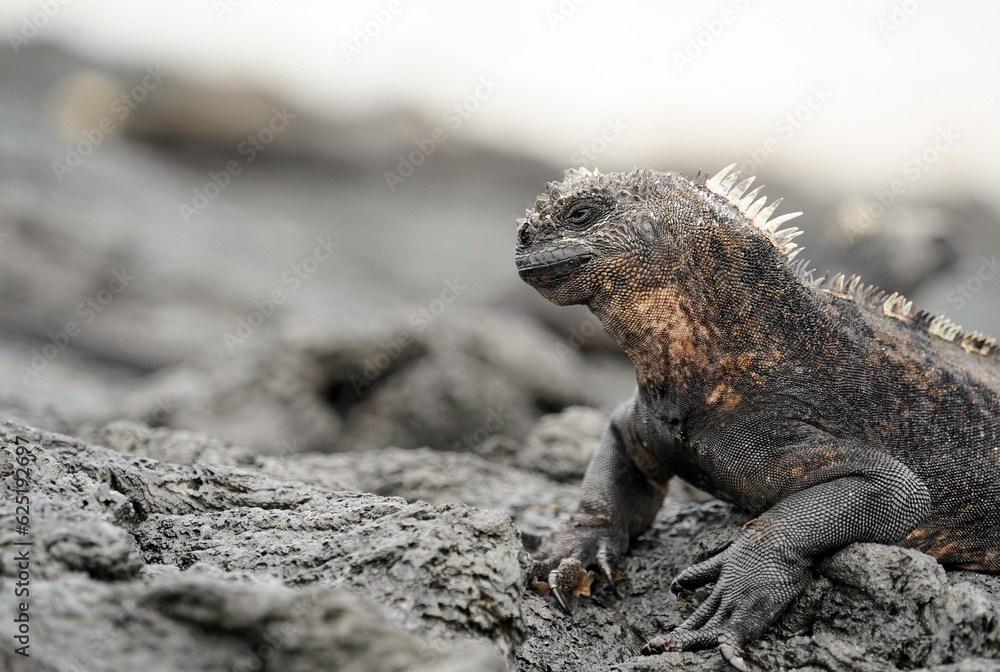 Marine iguana on volcanic rocks, side view. Isabela Island, Galapagos Marine iguana on volcanic rocks, side view. Isabela Island, Galapagos