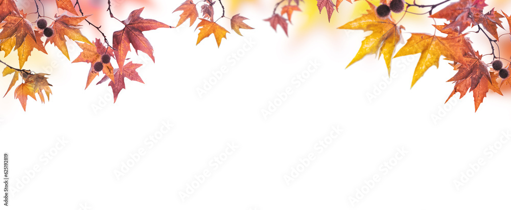 orange fall  leaves, autumn natural background with maple trees