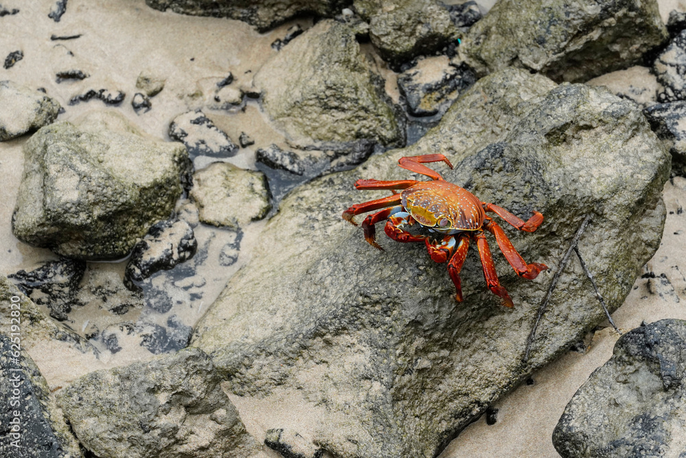 Sally Light-foot crab on the lava rocks on the beach, Isabela Island, Galapagos 