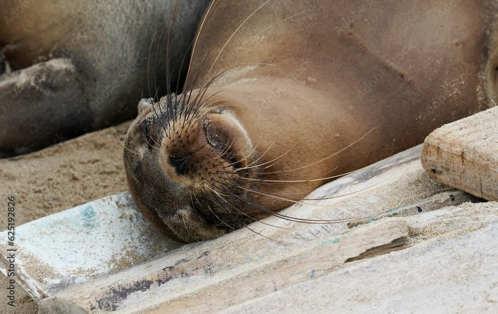 Sleeping sea lion, Isabela Island, Galapagos Sleeping sea lion, Isabela Island, Galapagos