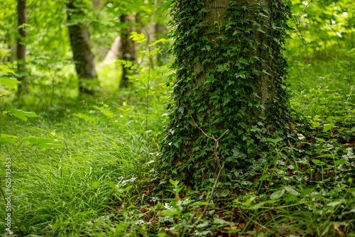 Close-up of an ivy-covered tree trunk in a pristine deciduous forest, Ith ridge, Weserbergland, Germany