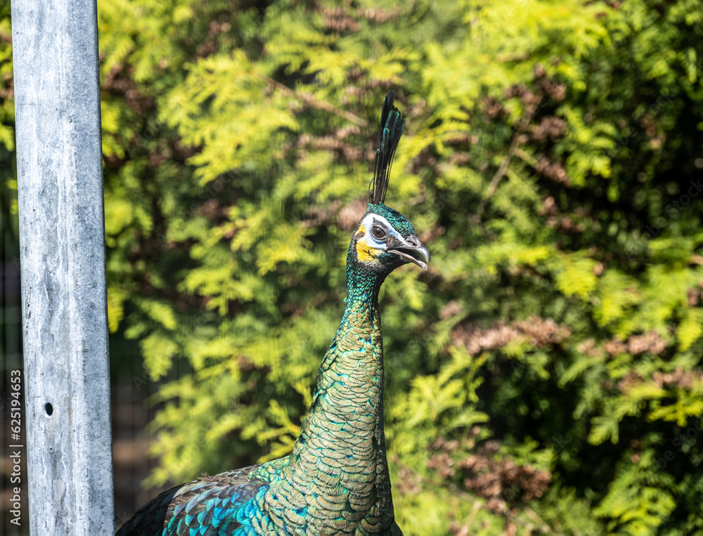 beautiful bright bird with an unusual color close-up beautiful bright bird with an unusual color close-up