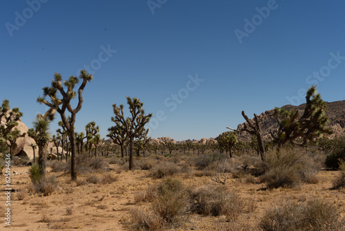 joshua tree in the desert