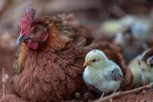 The background of chicken species, animals that are grouped together and are blurred by the movement to find food, popular for sale or propagation on farms photo