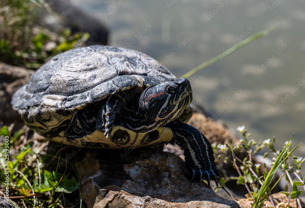 red-eared turtle basking in the sun close-up red-eared turtle basking in the sun close-up