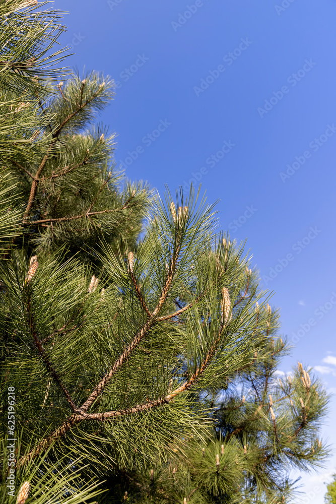 long pine needles in the spring season, close-up of pine long pine needles in the spring season, close-up of pine