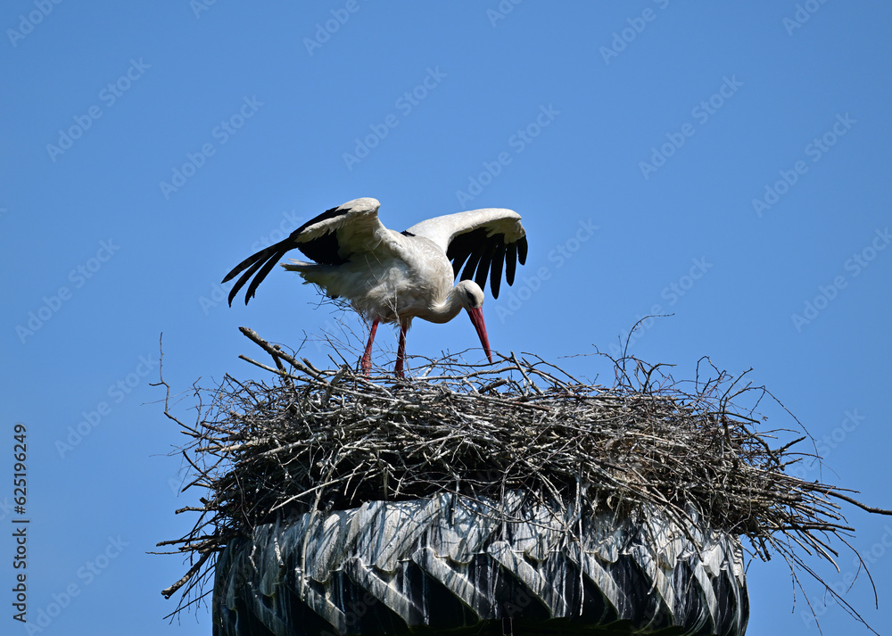 Fototapeta premium beautiful stork close-up in natural conditions on a summer day