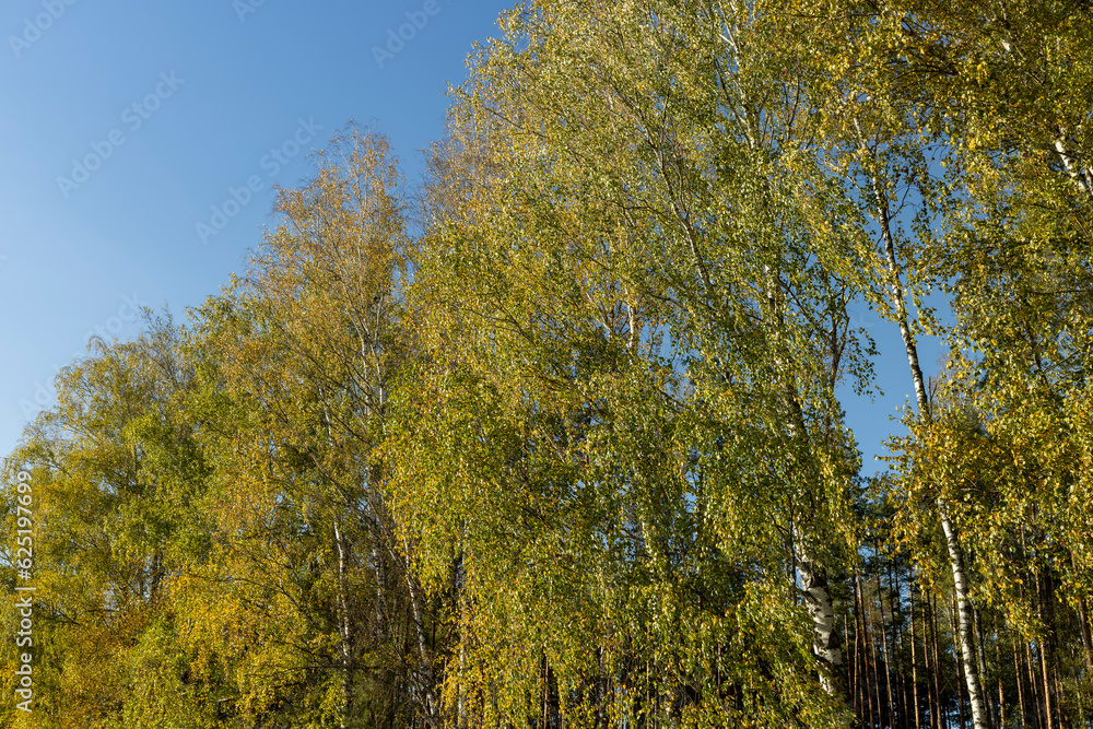 sunny autumn weather in a birch forest with a blue sky