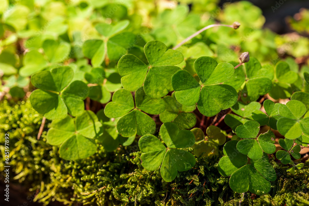 Clover-like wood sorrel (Oxalis acetosella) growing on a moss-covered tree trunk, Germany Clover-like wood sorrel (Oxalis acetosella) growing on a moss-covered tree trunk, Germany