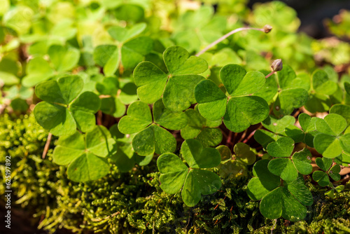 Wallpaper Mural Clover-like wood sorrel (Oxalis acetosella) growing on a moss-covered tree trunk, Germany Torontodigital.ca