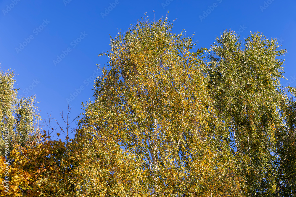 Birch forest with trees with yellow and green foliage