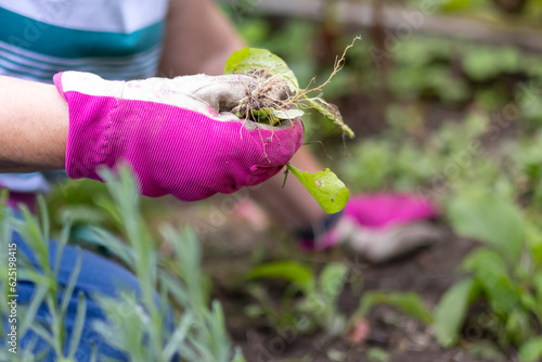 Close-up of manual weed control during seasonal garden cleanup. Fits blog posts, checklists, and service promos focused on spring maintenance and eco-friendly care.
