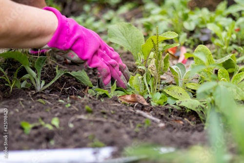 Detail shot of a gloved worker removing weeds from a cultivated bed. Perfect for landscaping services, lawn care advertising, and property upkeep materials. No recognizable person.