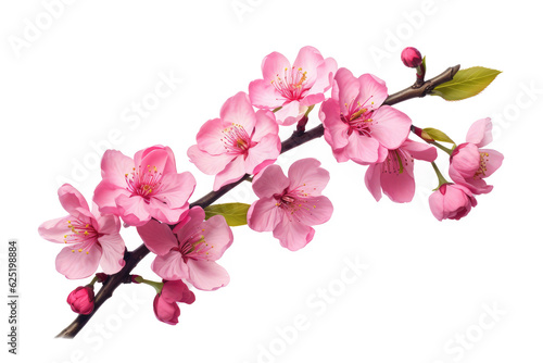 Beautiful flowers sakura isolated on white © Tidarat