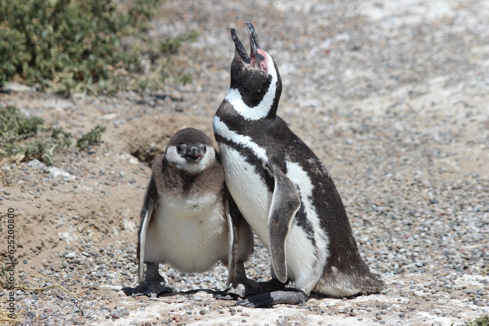 Naklejka premium Two penguins on the rocks