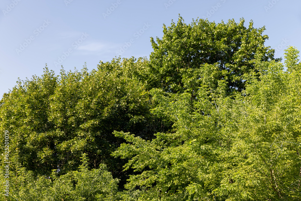 mixed forest with trees of different species in the summer season mixed forest with trees of different species in the summer season