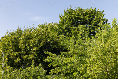 mixed forest with trees of different species in the summer season © rsooll