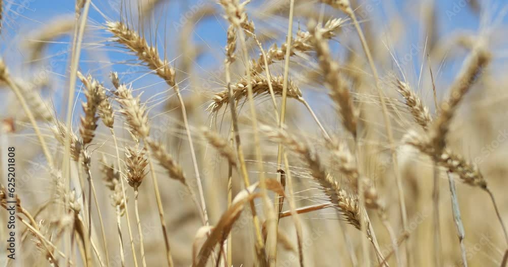 Organic wheat farm in a summer time waiting for harvest. Agriculture concept 4k video. Wheat spikes dancing and waving in the wind. Organic Seeds for Food Basic Sources. Organic wheat farm in a summer time waiting for harvest. Agriculture concept 4k video. Wheat spikes dancing and waving in the wind. Organic Seeds for Food Basic Sources.
