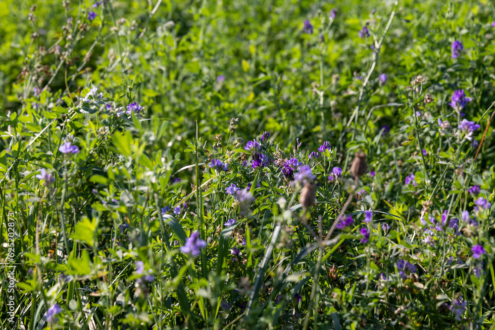 Fototapeta premium field with grass for harvesting fodder for cows