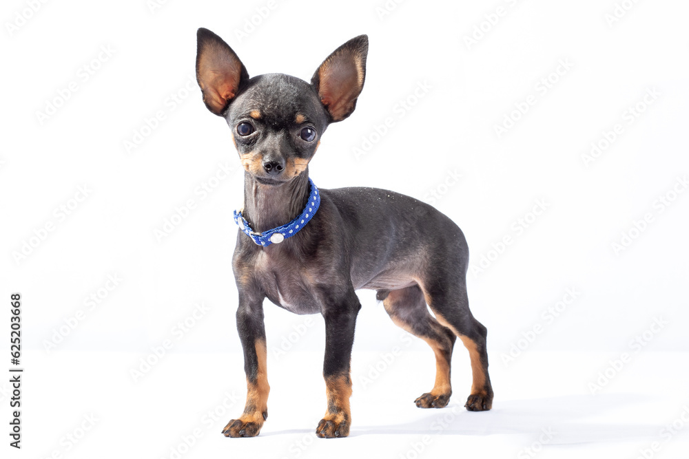 chihuahua dog chihuahua dog